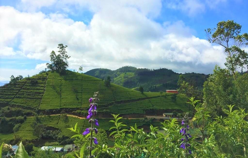 Winter Dream Holiday Bungalow Nuwara Eliya Ngoại thất bức ảnh